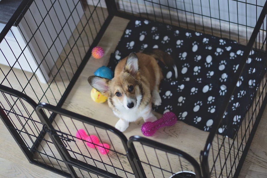 A Corgi puppy sitting in a crate, looking out with a curious expression.