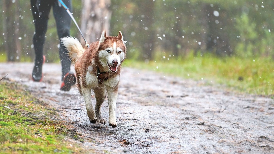 Man jogging with his Siberian Husky
