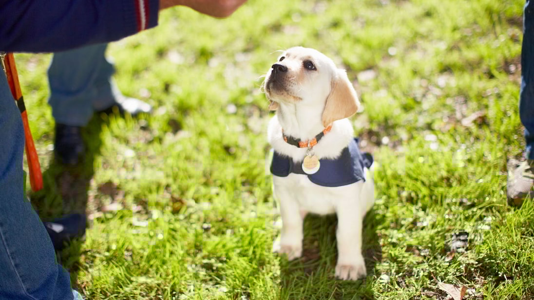 Golden Labrador Retriever Puppy learning training commands