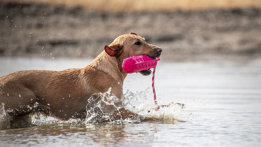 Golden Labrador Retriever retrieving pink training lure in the water