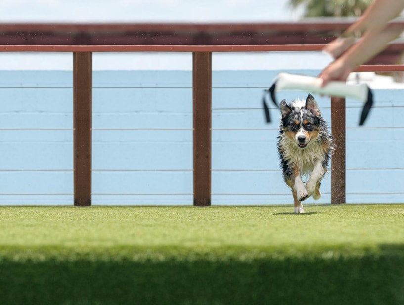 Wet Australian Shepherd about to launch off a dock into the pool