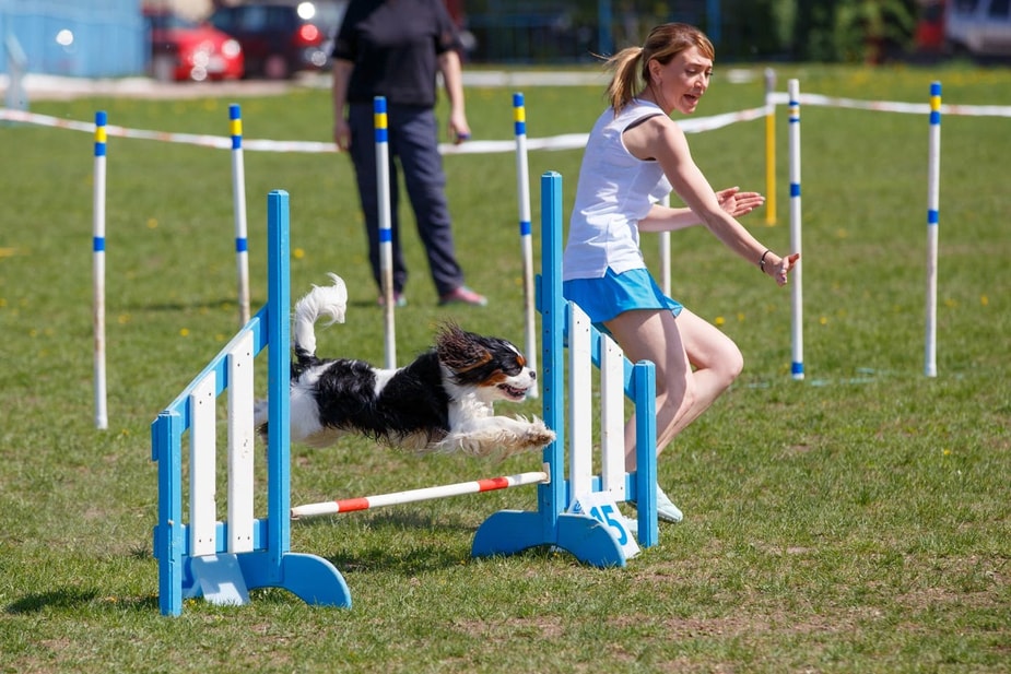 Black and white Cavalier King Charles jumping over an agility hurdle