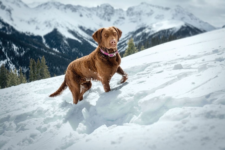 Brown Labrador looking alert while walking on a snowy mountain.