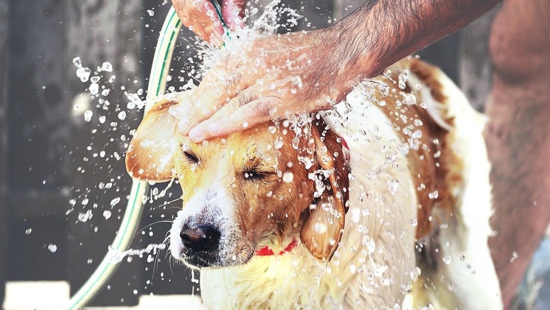 Man washing Golden Labrador Retriever