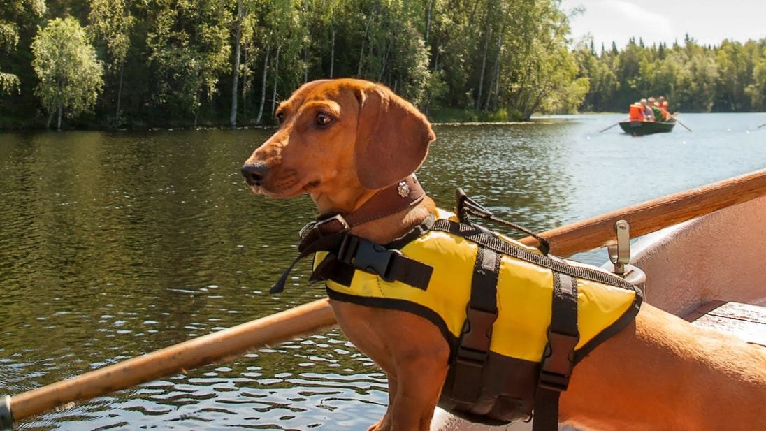 Brown Dachshund with a yellow life vest looking alert on a boat