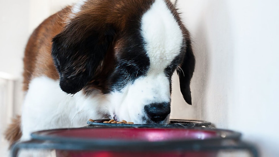 Saint-Bernard puppy eating his food in a bowl