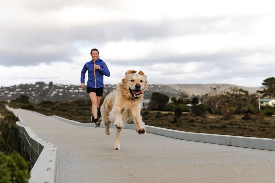 A guide to running with your dog