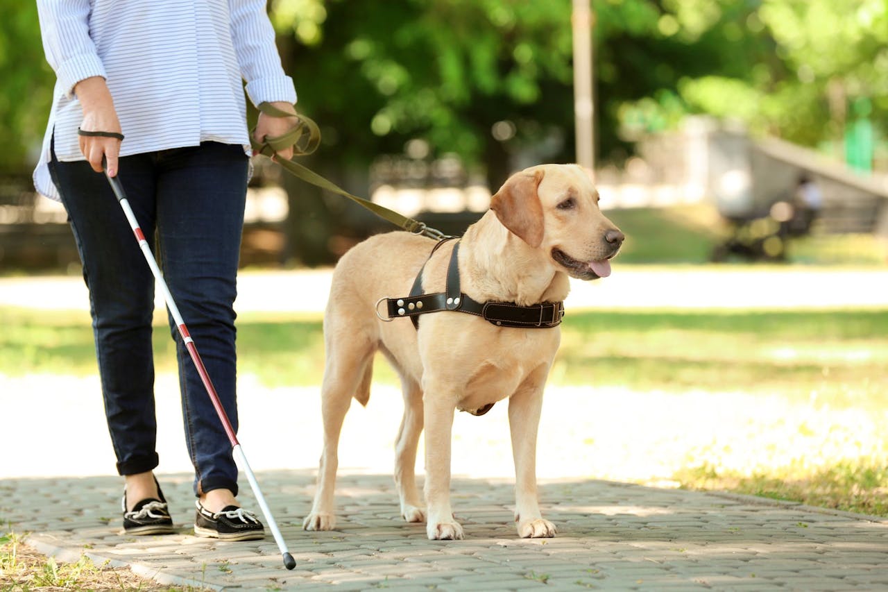 The Ultimate Guide To Service Dogs