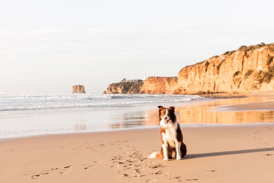 Border Collie sitting on beach