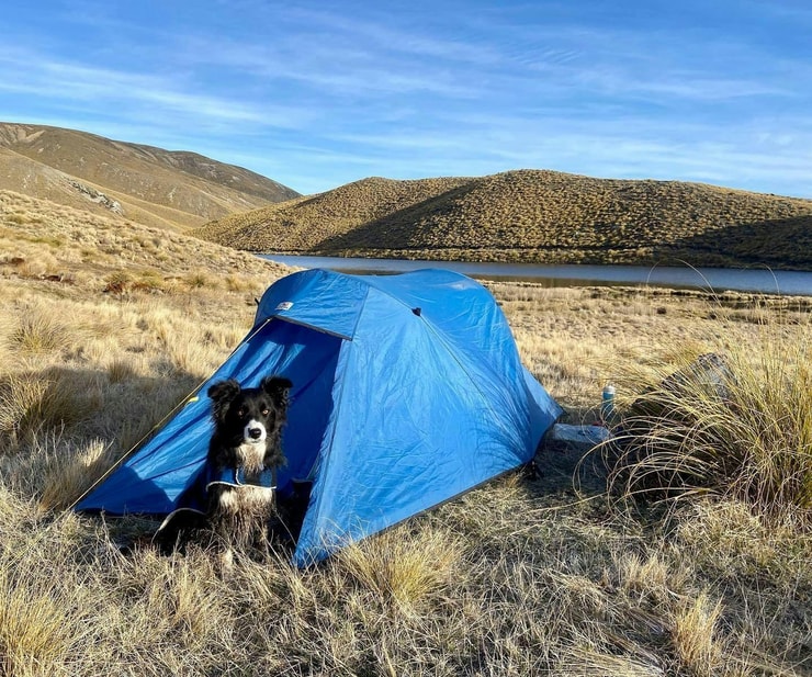 Dog sitting in front of tent on the highlands