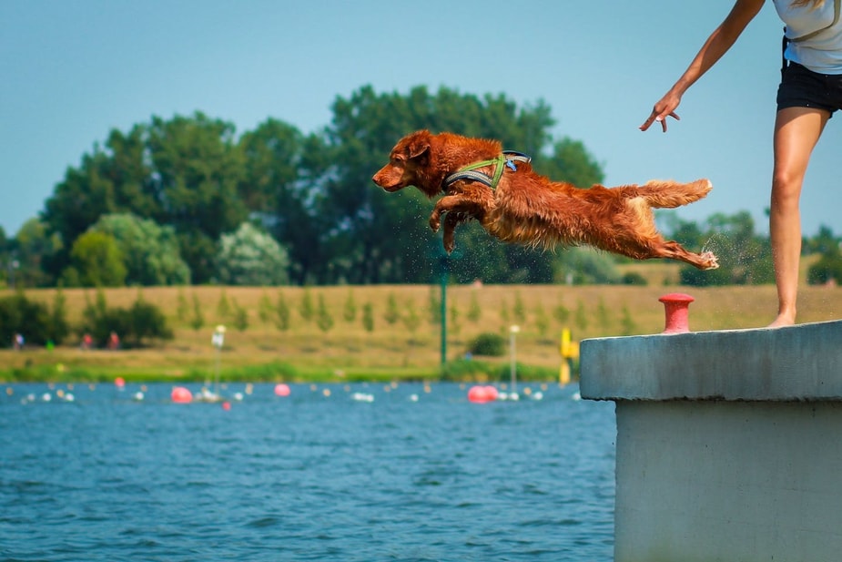 Brown dog dock diving