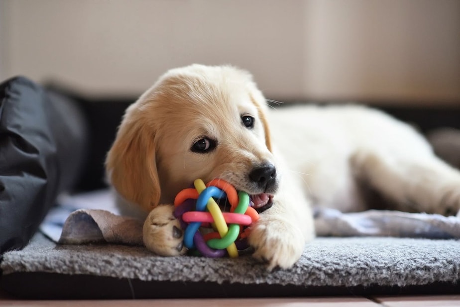Puppy biting onto colorful toy