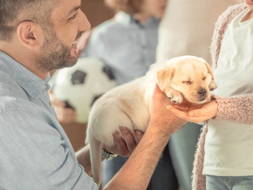 Puppy Development Stages Into Adulthood