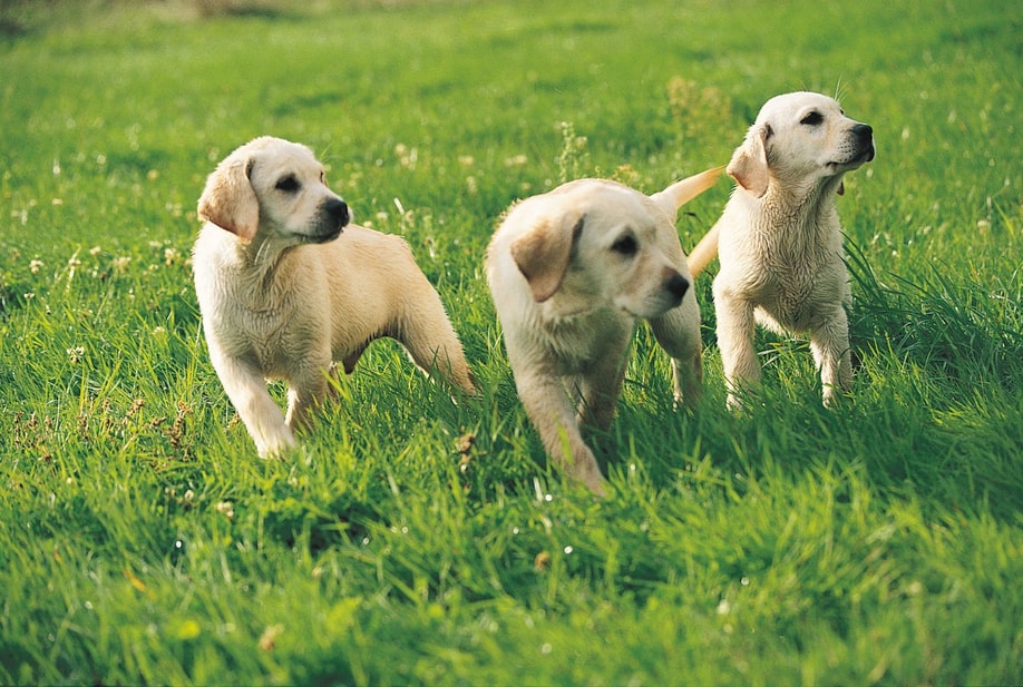 Three white puppies staying on the grass