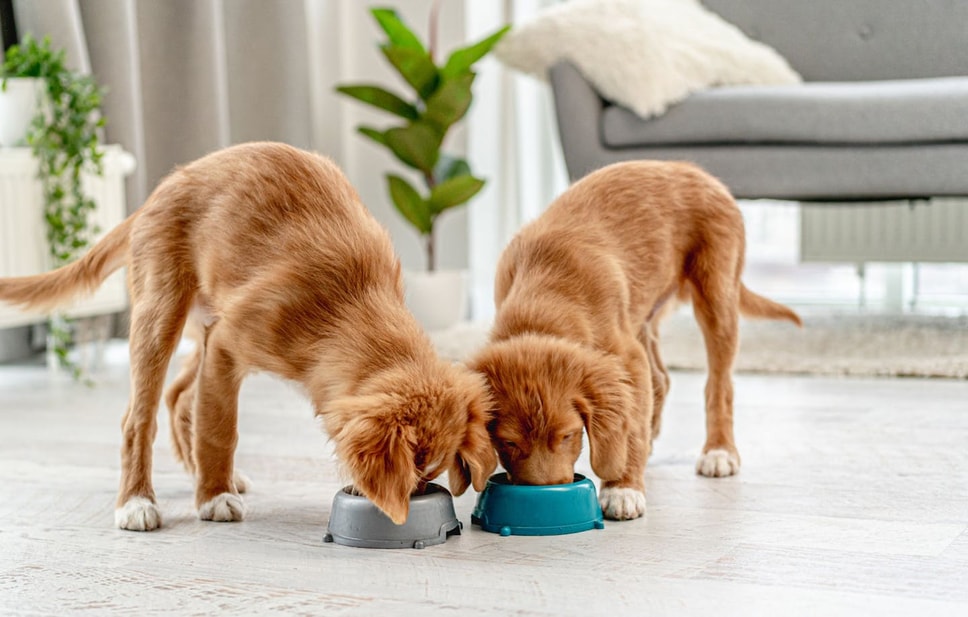 Two Puppies eating from bowls on the floor