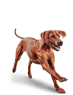 image eukanuba-adult-largebreed-chicken-emblematic_0