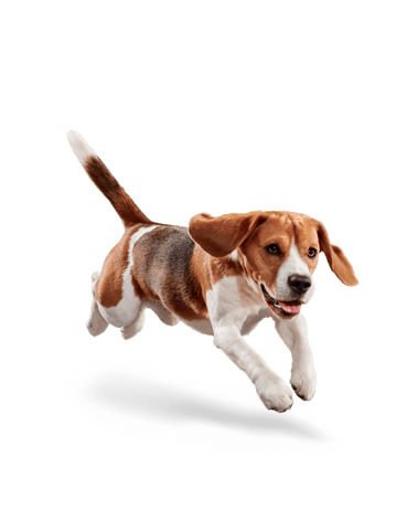 image imageseukanuba-weight-control-medium-breed-facing-illustration-2019-restage-med-res-basic