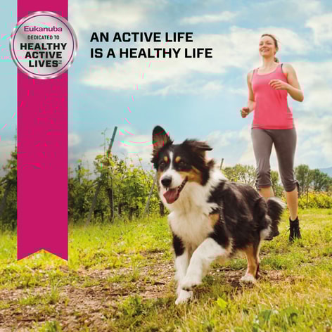 Eukanuba Senior Small Breed  image 1