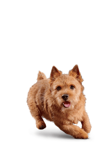 Eukanuba Senior Small Breed  image 1
