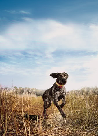 Eukanuba Premium Performance 30/20 Sport image 1