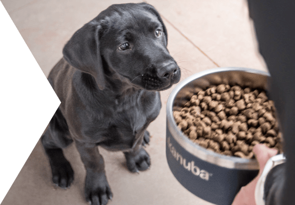 Black puppy sitting, waiting for its owner to serve its food.