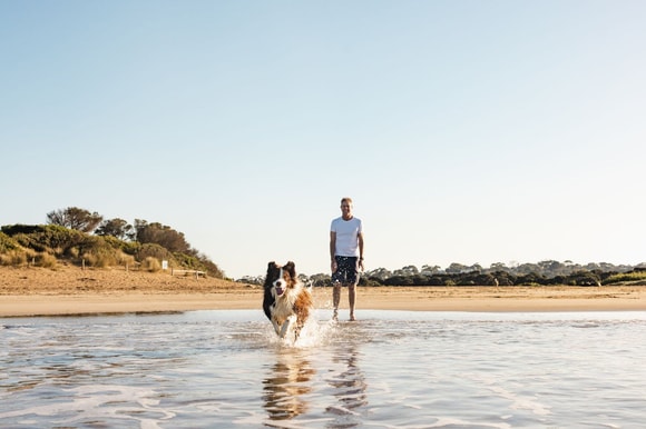 A man watching a Border Collie run into the water at the beach