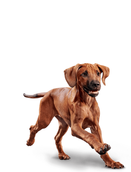 image imageseukanuba-hero-image-puppy-largebreed-chicken-emblematic