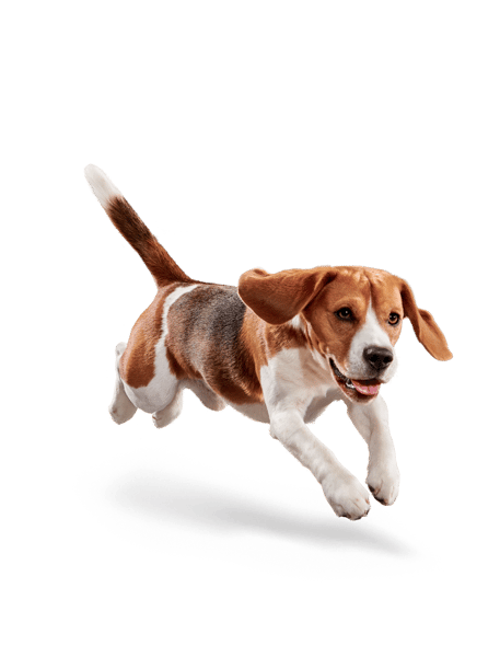 image imageseukanuba-weight-control-medium-breed-facing-illustration-2019-restage-med-res-basic