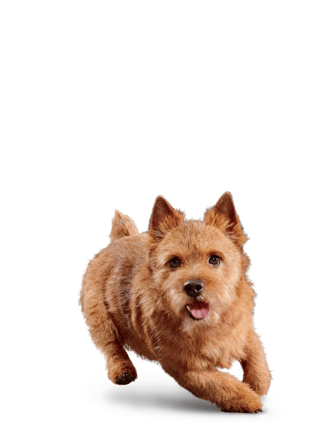 Eukanuba Senior Small Breed  image 2