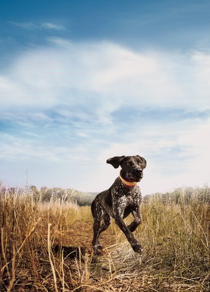 Eukanuba Premium Performance 30/20 Sport image 2