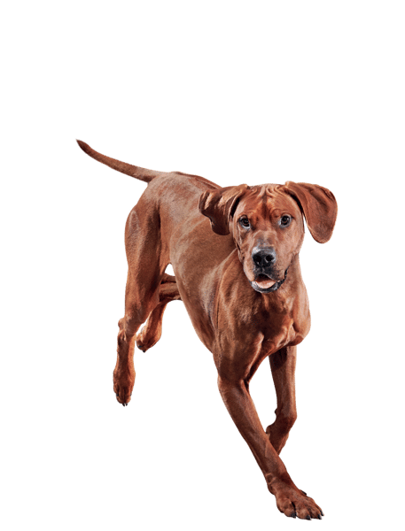 Senior Large Breed  image 2