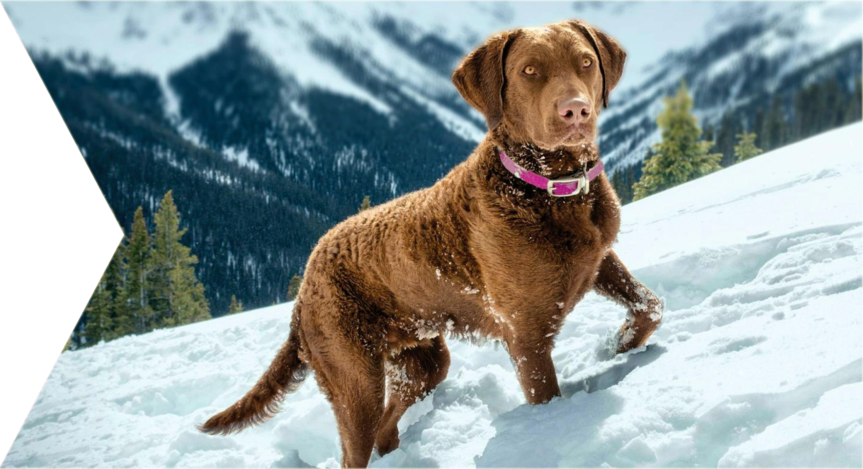 brown dog walking in snow
